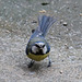 20140515 3232VRAw [D~LIP] Blaumeise (Cyanistes caeruleus), Bad Salzuflen