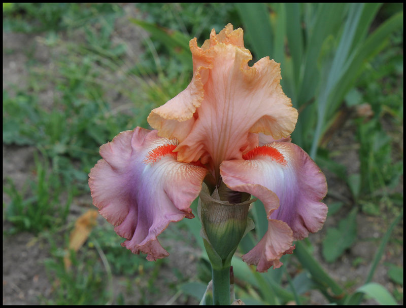 Iris Goodbye heart (2)