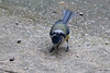 20140515 3231VRAw [D~LIP] Blaumeise (Cyanistes caeruleus), Bad Salzuflen