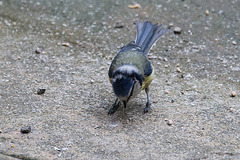 20140515 3231VRAw [D~LIP] Blaumeise (Cyanistes caeruleus), Bad Salzuflen