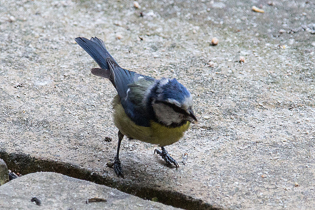 20140515 3230VRAw [D~LIP] Blaumeise (Cyanistes caeruleus), Bad Salzuflen