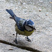 20140515 3230VRAw [D~LIP] Blaumeise (Cyanistes caeruleus), Bad Salzuflen