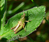 Grasshopper Nymph - Common Green Grasshopper?