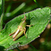 Grasshopper Nymph - Common Green Grasshopper?
