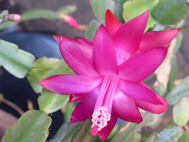 Flor fucsia