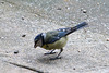 20140515 3227VRAw [D~LIP] Blaumeise (Cyanistes caeruleus), Bad Salzuflen