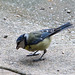 20140515 3227VRAw [D~LIP] Blaumeise (Cyanistes caeruleus), Bad Salzuflen