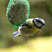 20140515 3226VRAw [D~LIP] Blaumeise (Cyanistes caeruleus), Bad Salzuflen