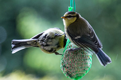 20140515 3207VRAw [D~LIP] Blaumeise (Cyanistes caeruleus), Bad Salzuflen