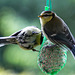 20140515 3207VRAw [D~LIP] Blaumeise (Cyanistes caeruleus), Bad Salzuflen