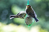 20140515 3206VRAw [D~LIP] Blaumeise (Cyanistes caeruleus), Bad Salzuflen