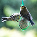 20140515 3206VRAw [D~LIP] Blaumeise (Cyanistes caeruleus), Bad Salzuflen