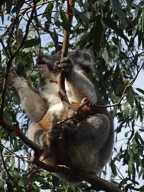 Cape Otway koala