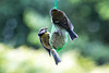 20140515 3202VRAw [D~LIP] Blaumeise (Cyanistes caeruleus), Bad Salzuflen