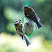 20140515 3202VRAw [D~LIP] Blaumeise (Cyanistes caeruleus), Bad Salzuflen