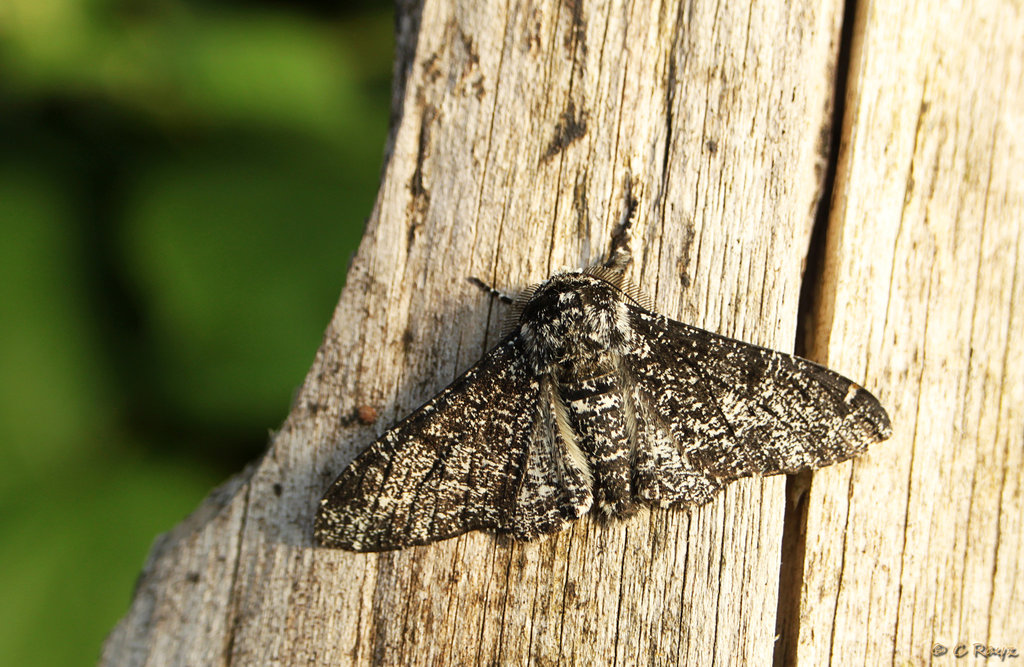 Peppered Moth