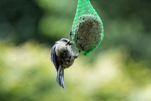 20140515 3198VRAw [D~LIP] Blaumeise (Cyanistes caeruleus), Bad Salzuflen