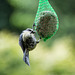 20140515 3198VRAw [D~LIP] Blaumeise (Cyanistes caeruleus), Bad Salzuflen