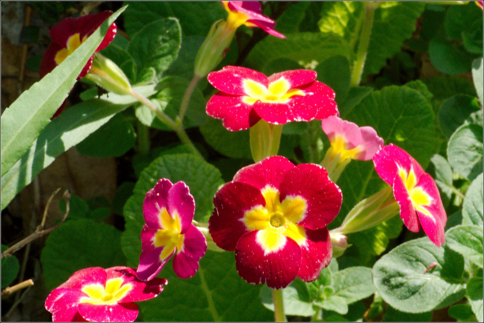 Primroses