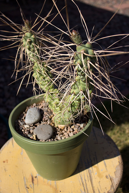 Paper-Spined Cholla (Tephrocactus articulatus var. syringacanthus)