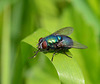 Blow Fly - Green bottle fly (Lucilia illustris sericata)