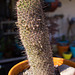 Arizona Fishhook cactus (Mammillaria grahamii)