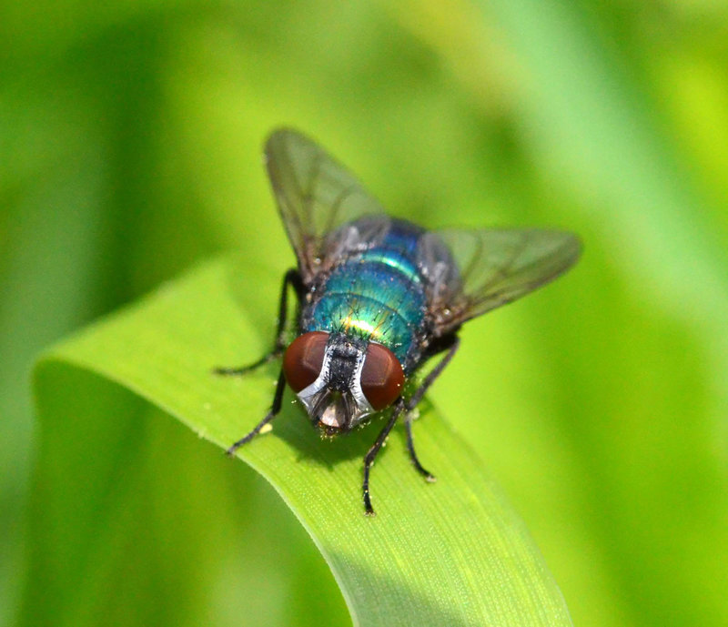 Blow Fly - Green Bottle Neomyia cornicina previously known as Orthellia cornicina