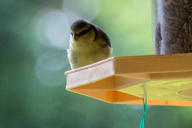 20140515 3181VRAw [D~LIP] Blaumeise (Cyanistes caeruleus), Bad Salzuflen