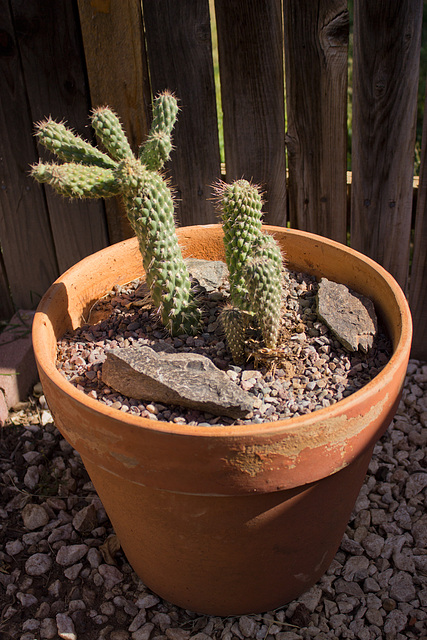 Boxing Glove cholla (Cylindropuntia fulgida var. mammillata 'Monstrosa')