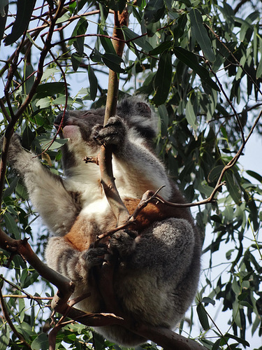 Cape Otway koala