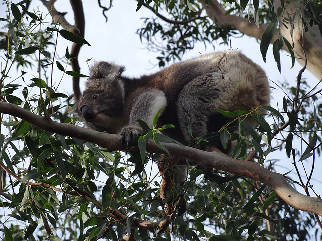 Cape Otway koala