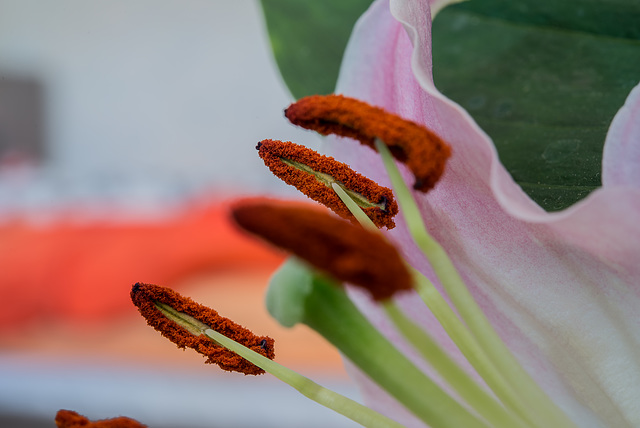 BESANCON:Etamines d'une fleur de lys.(Lilium auratum)-05