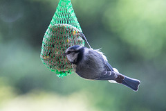 20140515 3178VRAw [D~LIP] Blaumeise (Cyanistes caeruleus), Bad Salzuflen