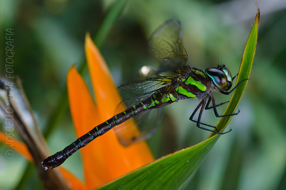 Libe Verde