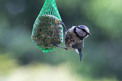 20140515 3176VRAw [D~LIP] Blaumeise (Cyanistes caeruleus), Bad Salzuflen