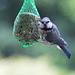 20140515 3175VRAw [D~LIP] Blaumeise (Cyanistes caeruleus), Bad Salzuflen