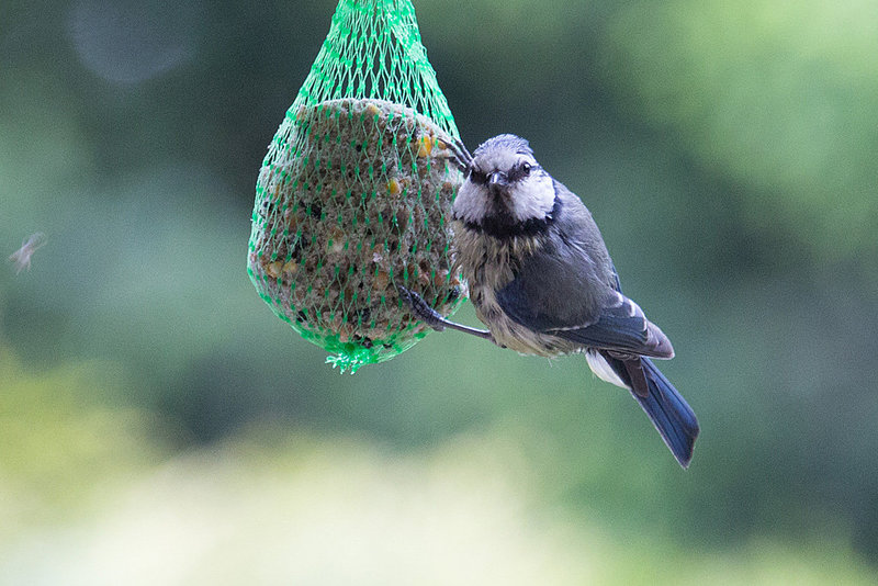 20140515 3175VRAw [D~LIP] Blaumeise (Cyanistes caeruleus), Bad Salzuflen