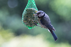 20140515 3174VRAw [D~LIP] Blaumeise (Cyanistes caeruleus), Bad Salzuflen