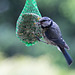 20140515 3174VRAw [D~LIP] Blaumeise (Cyanistes caeruleus), Bad Salzuflen