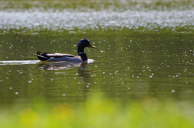 Parc aux oiseaux Villard les Dombes