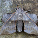Laothoe populi (Poplar Hawk Moth)