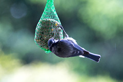 20140515 3172VRAw [D~LIP] Blaumeise (Cyanistes caeruleus), Bad Salzuflen