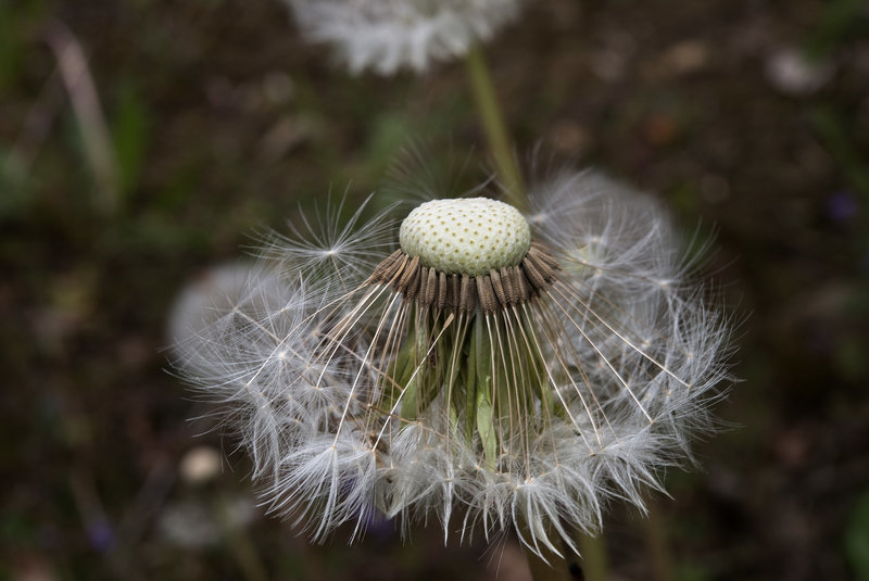 BESANCON: Aigrettes de Pissenlit ou Dent-de-lion ( Pappus ) 05.