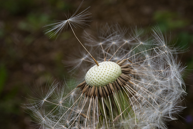 BESANCON: Aigrettes de Pissenlit ou Dent-de-lion ( Pappus ) 06.