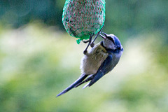 20140515 3164VRAw [D~LIP] Blaumeise (Cyanistes caeruleus), Bad Salzuflen