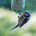 20140515 3164VRAw [D~LIP] Blaumeise (Cyanistes caeruleus), Bad Salzuflen