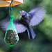 20140515 3163VRAw [D~LIP] Blaumeise (Cyanistes caeruleus), Bad Salzuflen