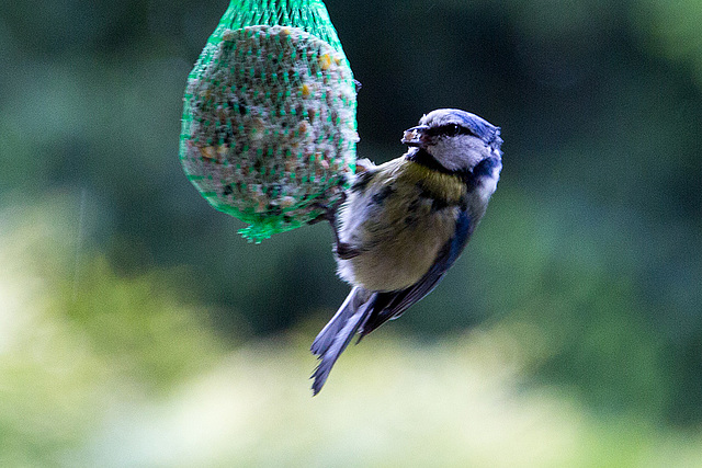 20140515 3162VRAw [D~LIP] Blaumeise (Cyanistes caeruleus), Bad Salzuflen