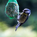 20140515 3162VRAw [D~LIP] Blaumeise (Cyanistes caeruleus), Bad Salzuflen