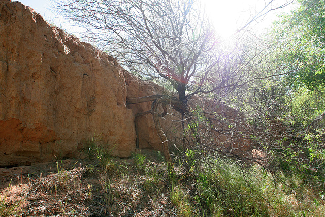 0503 091532 Dead Horse Ranch State Park